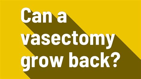 can a cauterized vasectomy grow back